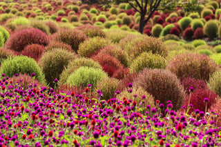 Kochia scoparia childsii, Bassia <br>BURNING BUSH, FIREWEED, SUMMER CYPRESS