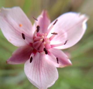 Butomus umbellatus <br>FLOWERING RUSH