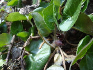 Asarum europaeum <br>EUROPEAN WILD GINGER