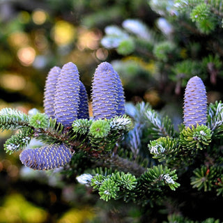 Abies Koreana KOREAN FIR