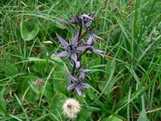 Swertia perennis <br>FELWORT, STAR SWERTIA