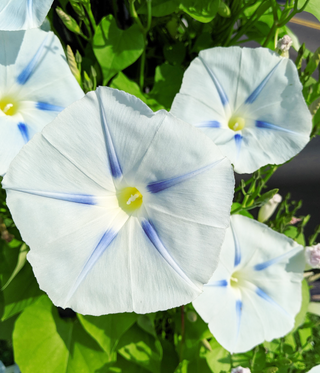 Ipomoea nil <br>MORNING GLORY MILKY WAY