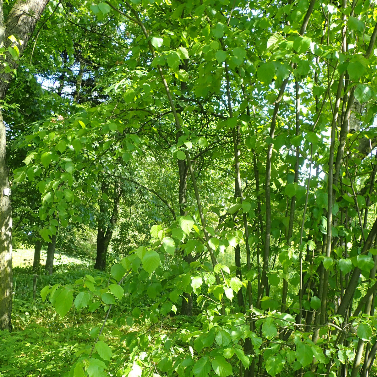 AMERICAN HAZELNUT TREE, FILBERT Corylus americana – Ferri Seeds