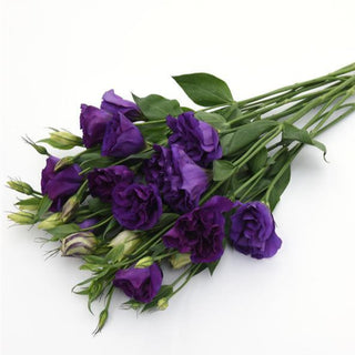 Eustoma grandiflorum <br>LISIANTHUS PURPLE 3 EXTRA-TALL