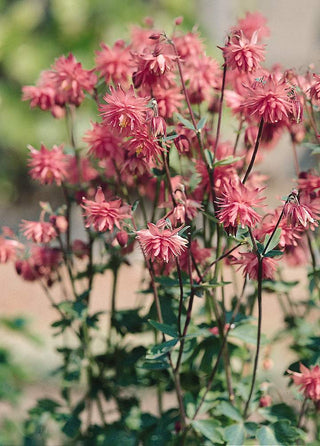 Aquilegia vulgaris <br>ROSE BARLOW DOUBLE COLUMBINE