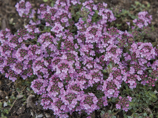MOTHER OF THYME, CREEPING THYME <br>Thymus praecox