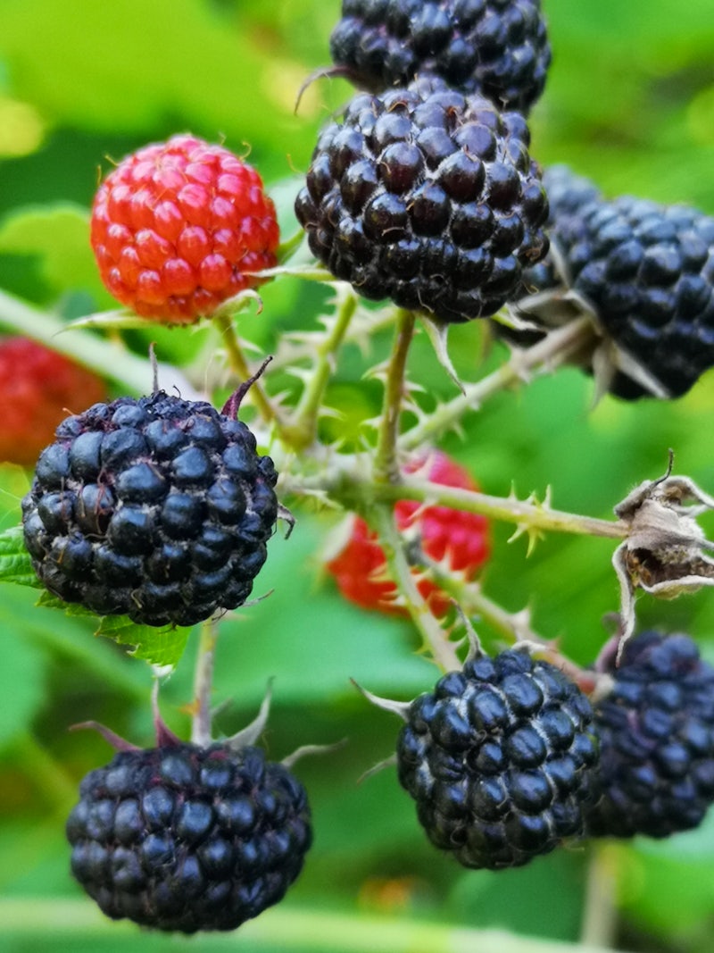 Rubus occidentalis BLACK RASPBERRY, BLACK CAP – Ferri Seeds