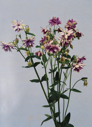 Aquilegia vulgaris <br>PURPLE BARLOW DOUBLE COLUMBINE