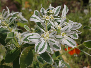MOUNTAIN SNOW EUPHORBIA VARIEGATED <br>Euphorbia marginata