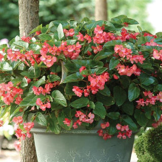 Begonia coccinea <br>BEGONIA PINK DRAGON WING ANGEL WING