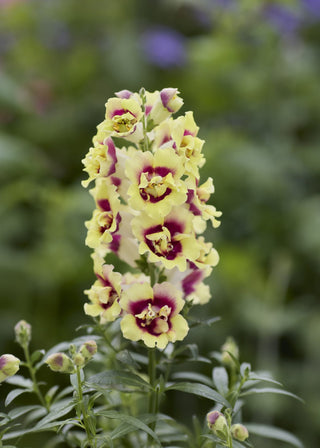 Antirrhinum <br>SNAPDRAGON DOUBLESHOT YELLOW RED HEART