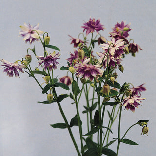 Aquilegia vulgaris <br>PURPLE BARLOW DOUBLE COLUMBINE