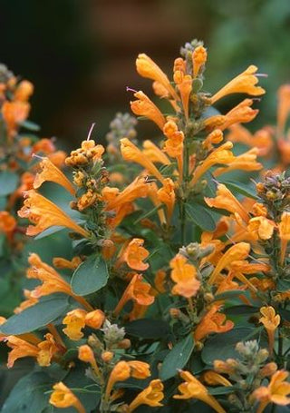Agastache <br>HYSSOP SANDSTONE