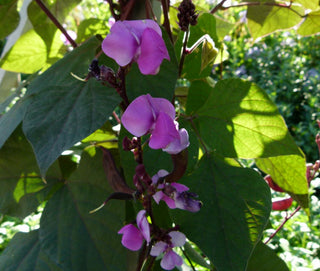 Dolichos lablab purpurea <br>RUBY MOON HYACINTH BEAN