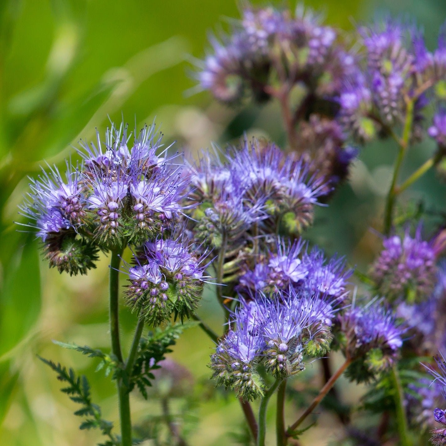 blue tansy flower seeds Phacelia tanacetifolia LACY PHACELIA, BLUE TANSY – Ferri Seeds