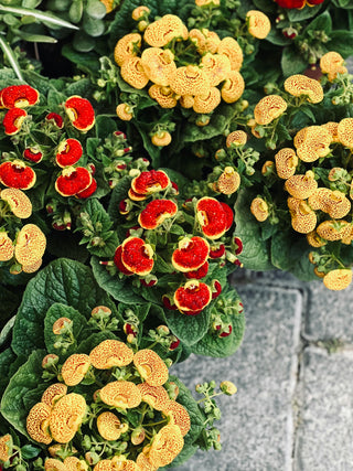Calceolaria hybrida LADY SLIPPER FLOWER MIX