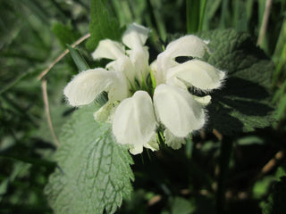 Lamium orvala <br>GIANT DEADNETTLE