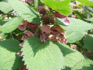 Lamium orvala <br>GIANT DEADNETTLE