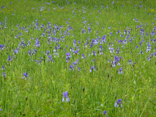 Iris siberica <br>SIBERIAN IRIS <br>Organic