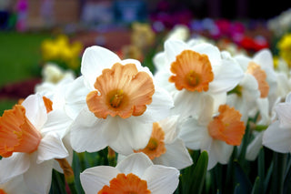 Narcissus <br>NARCISSUS DAFFODIL