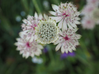 Astrantia major <br>GREATER MASTERWORT, GREAT MASTERWORT