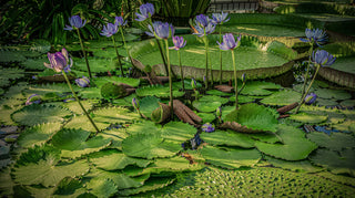 Nymphaea nouchali, Nymphaea caerulea <br>BLUE WATER LILY, BLUE LOTUS