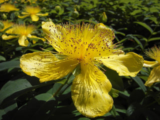 Hypericum pyramidatum, Hypericum ascyron spp pyramidatum  <br>GREAT ST JOHN'S WORT <br>Organic