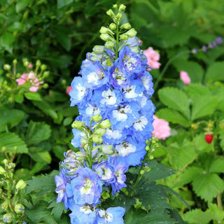 Delphinium cultorum, Delphinium elatum <br>DELPHINIUM SUNNY SKIES