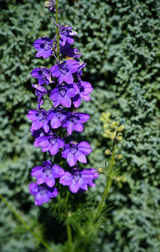 Delphinium exaltatum <br>TALL BLUE NATIVE WILD LARKSPUR