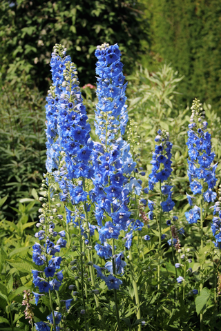 Delphinium cultorum, Delphinium elatum <br>DELPHINIUM SUMMER SKIES