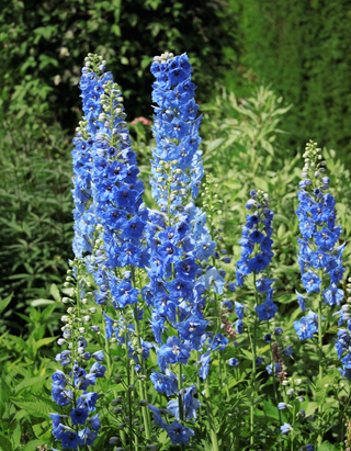 Delphinium cultorum, Delphinium elatum <br>DELPHINIUM SUMMER SKIES