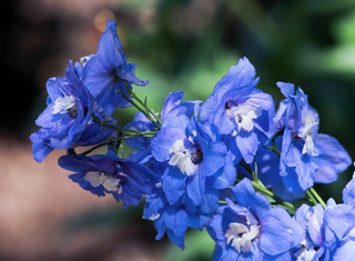 Delphinium grandiflorum <br>DELPHINIUM SKY BLUE White Bee