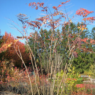 Aralia spinosa <br>DEVIL'S WALKING STICK