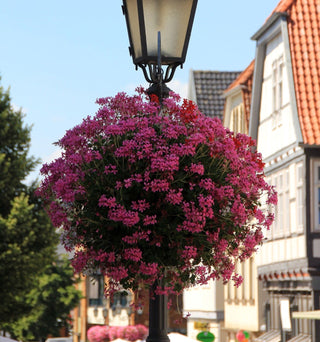 Pelargonium <br>GERANIUM IVY MIX