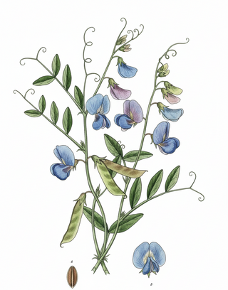 Lathyrus sativus <br>BLUE GRASS PEA, CHICKLING SWEET PEA