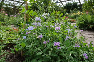 Lathyrus sativus in garden