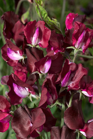 Lathyrus odoratus <br>SWEET PEA ELEGANCE BURGUNDY