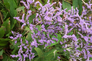 Limonium gmelinii ssp. hungaricum <br>SIBERIAN STATICE