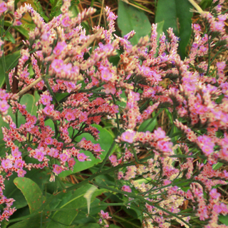 Limonium sinuatum <br>STATICE APRICOT