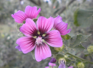 Lavatera arborea <br>TREE MALLOW