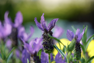 Lavendula stoechas <br>FRENCH LAVENDER 'CASTILLIANO LILAC'