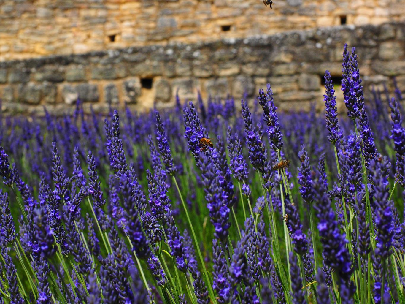 darkest lavender flower Lavendula augustifolia LAVENDER 'HIDCOTE BLUE' – Ferri Seeds
