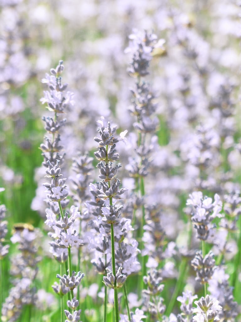 white lavender plants Lavendula augustifolia WHITE LAVENDER – Ferri Seeds