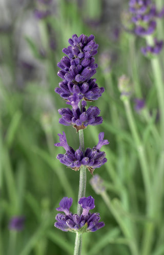 Lavandula angustifolia <br>LAVENDER SCENT BLUE EARLY