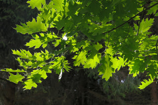 Quercus rubra <br>RED OAK