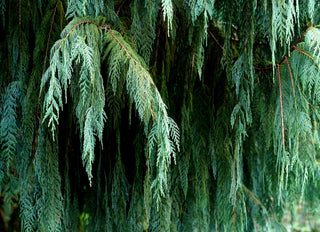 Cupressus cashmeriana <br>KASHMIR CYPRESS