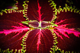 Coleus <br>COLEUS GIANT LEAVES MIX