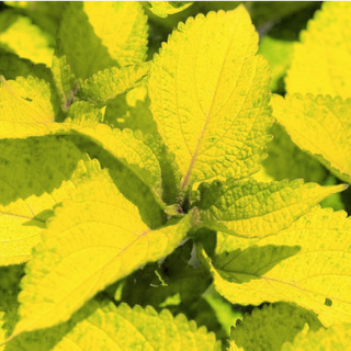 Coleus blumei <br>COLEUS GOLDEN YELLOW