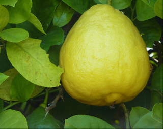 Citrus × pyriformis <br>LEMON PONDEROSA, Skierniewice Lemon