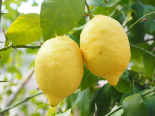 Citrus limon <br>LEMON